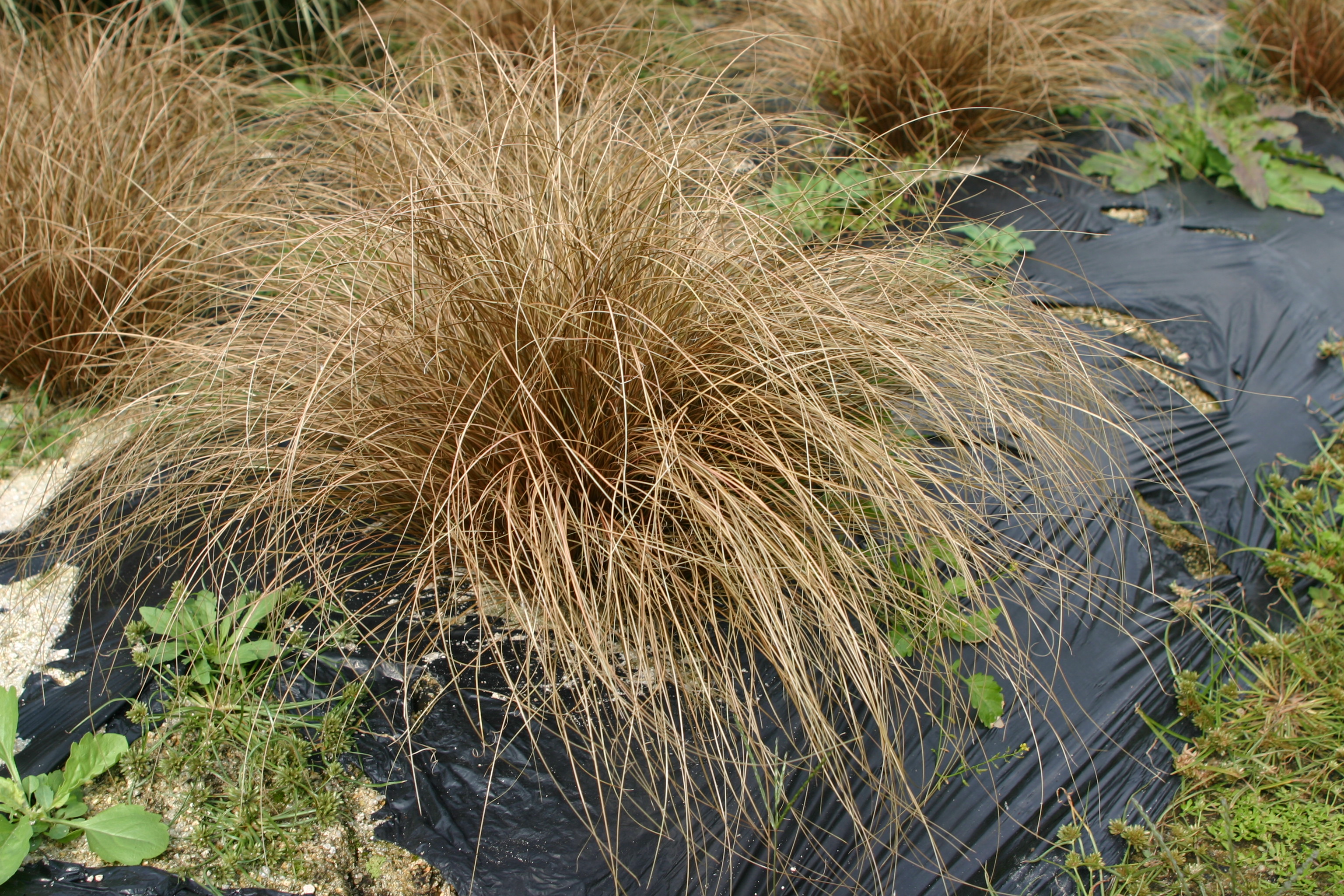 Carex comans 'Bronco'